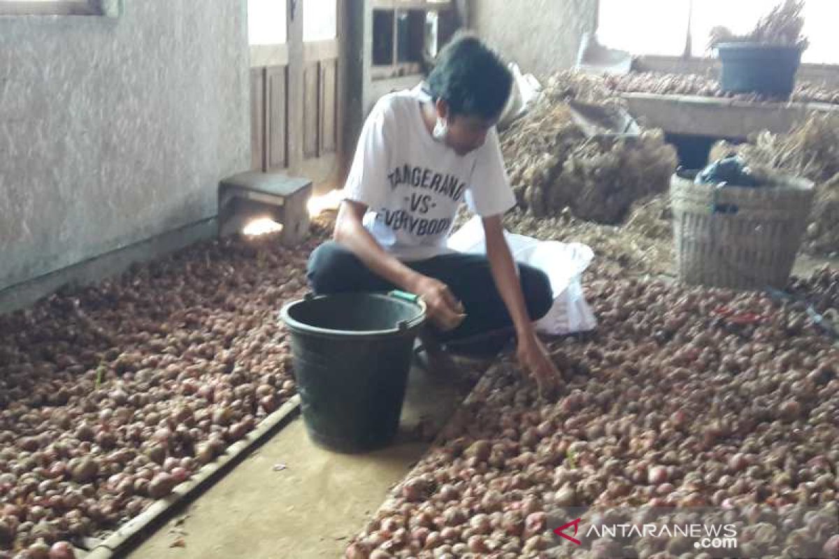 Petani di lereng Sumbing panen bawang merah saat harga tinggi