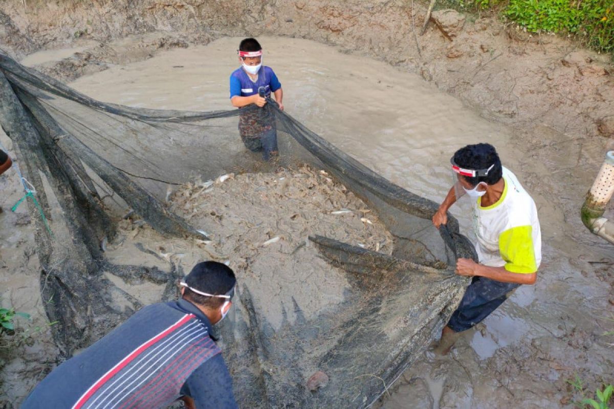 Peternak ikan binaan Pertagas panen bibit patin senilai Rp7 juta/panen