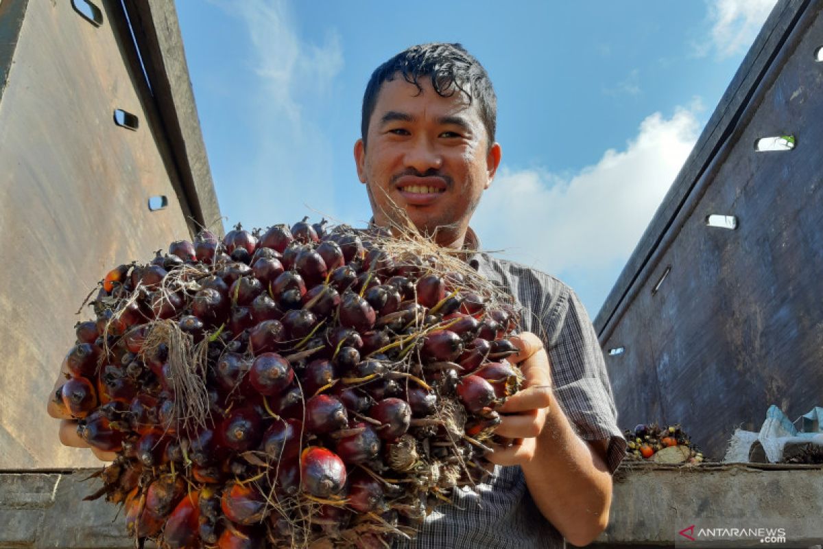 Produksi sawit Kalbar Januari - April 2020 sebanyak 694.120 ton