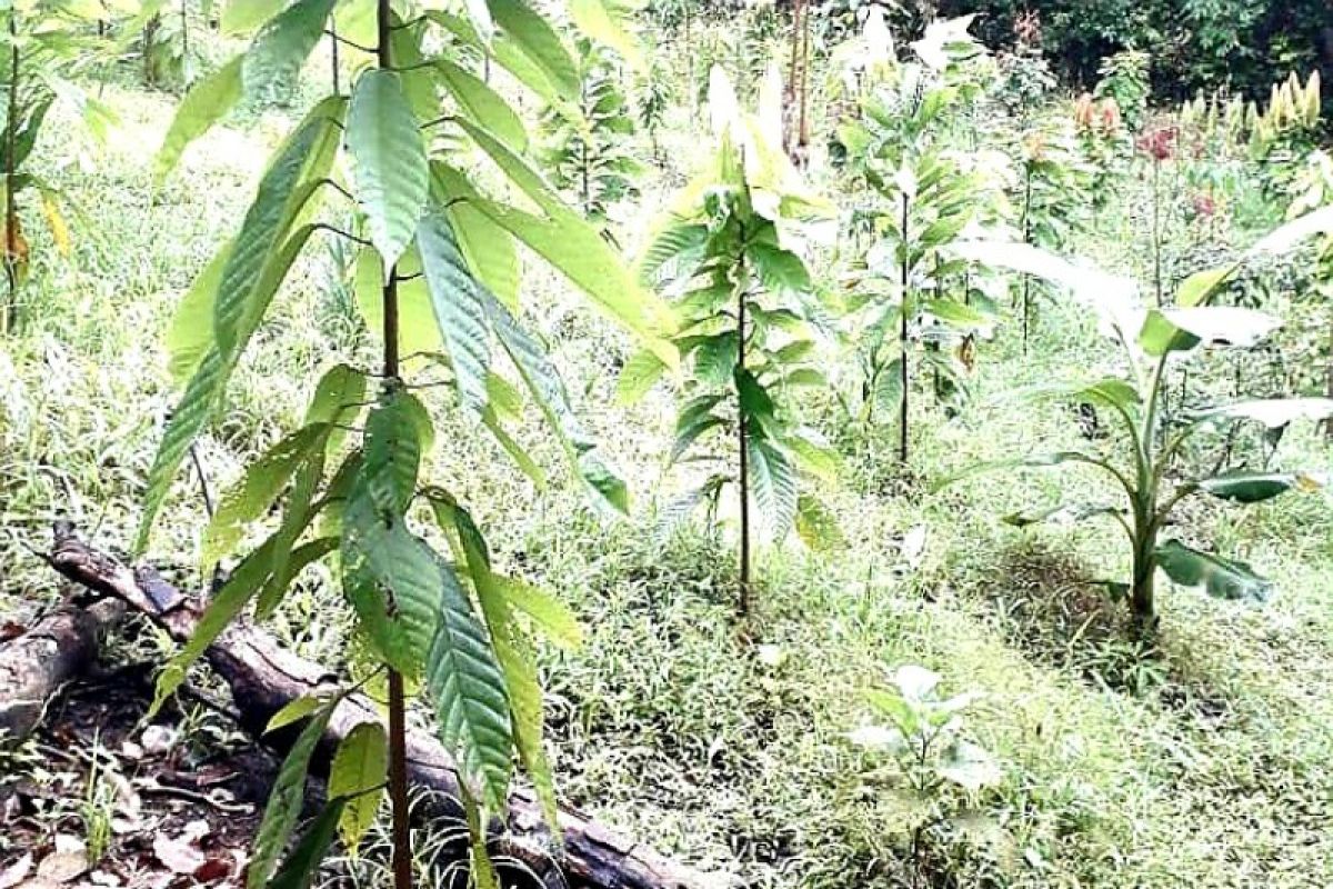 Kakao di Bartim mulai tumbuh, diperkirakan 2023 panen perdana
