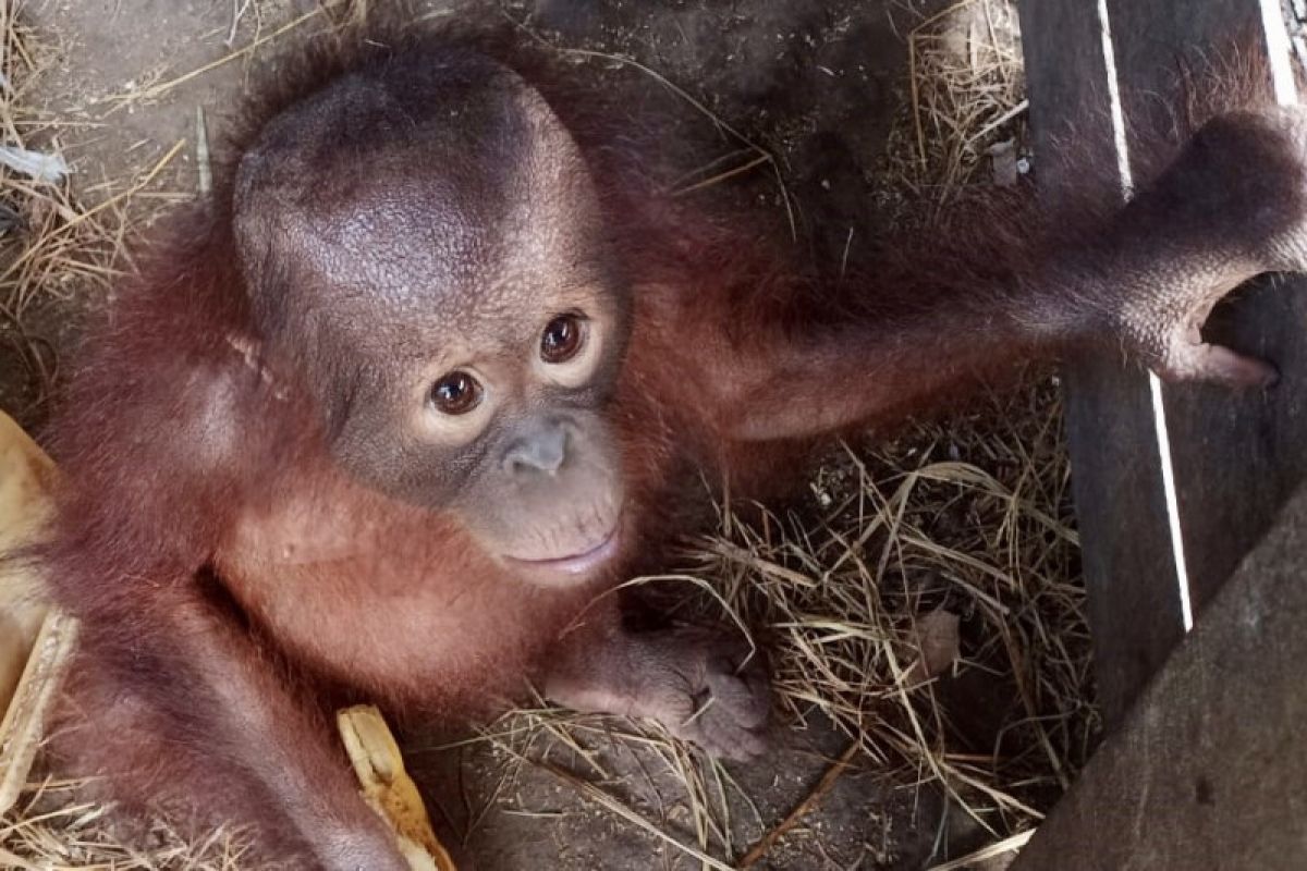 Warga serahkan bayi orangutan ke BKSDA Kalimantan Timur