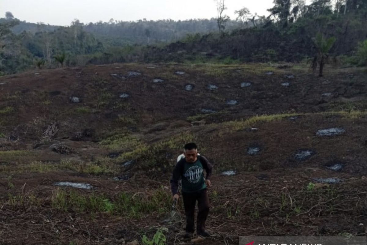 Tahura Kabupaten Paser kembangkan agroforestry