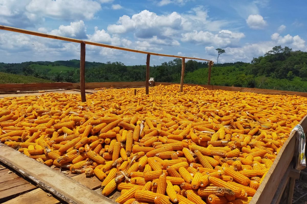 Manfaatkan Lahan Tahura Paser Kembangkan Agroforestry