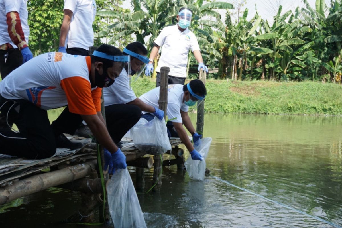 Jaga ketersediaan pangan, BKIPM lepas liarkan 200.000 ikan endemik