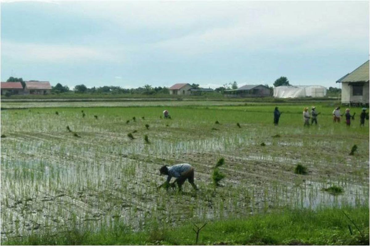 Antisipasi Krisis Pangan, Petani Katingan Kuala Percepat Tanam