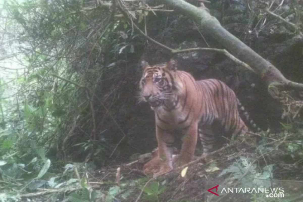 Sempat menghilang, warga Gantuang Ciri Kabupaten Solok kembali diresahkan munculnya kawanan harimau