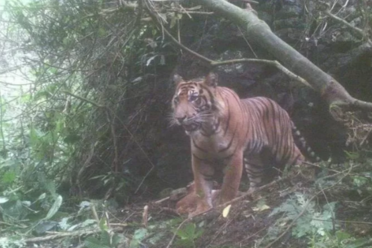 Kemunculan harimau kembali meresahkan warga Gantuang Ciri Solok