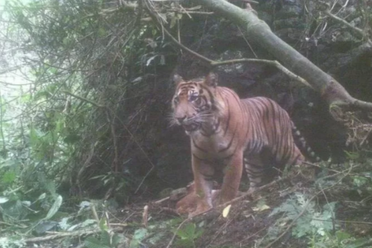 Kawanan harimau di ladang warga resahkan warga Solok