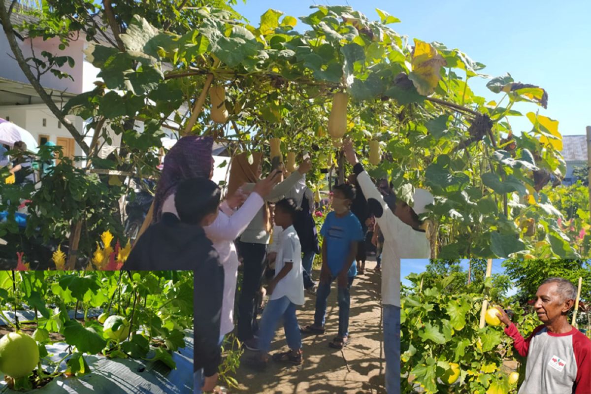 Agrowisata melon di Kota Bengkulu ramai pengunjung