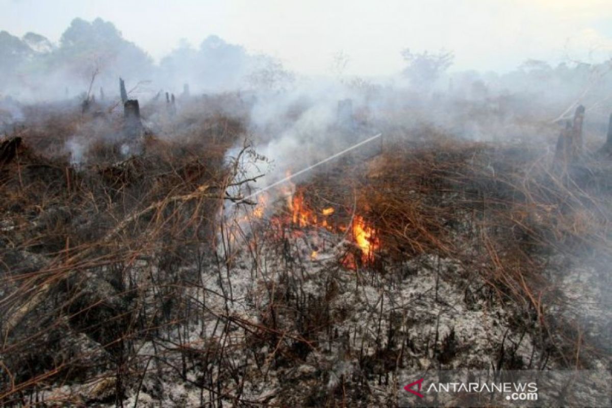 Lahan gambut seluas 2,1 Ha di Aceh Barat hangus terbakar