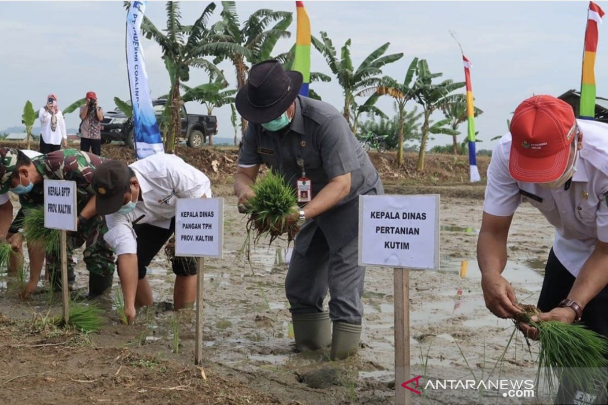 DPTPH Kaltim lakukan gerakan percepatan tanam II di Kutai Timur