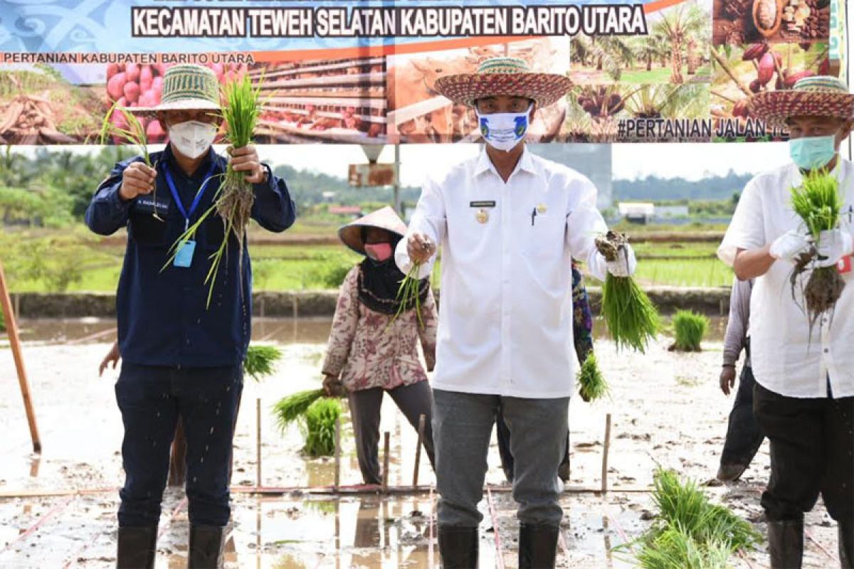 Bupati tanam padi bersama MT Asep di Transbangdep