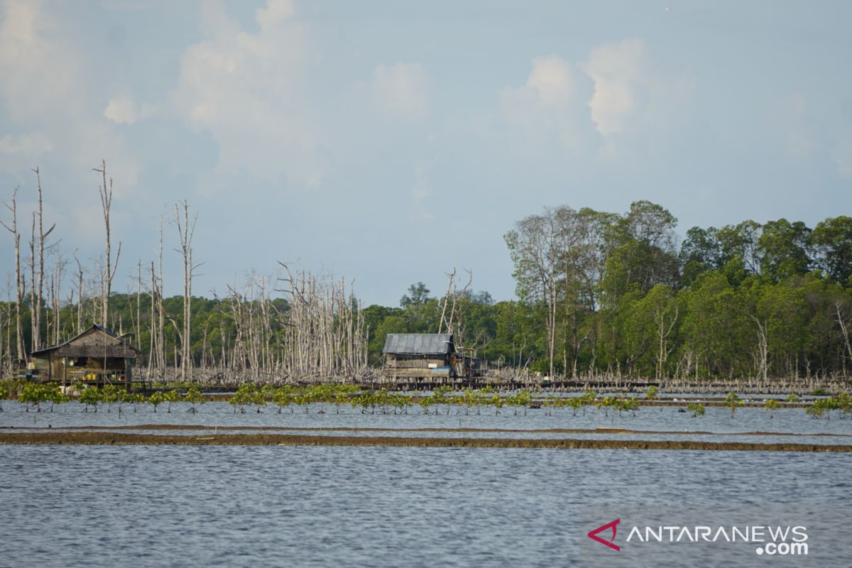 Aliansi minta Menteri KP tidak dukung tambak dalam kawasan mangrove