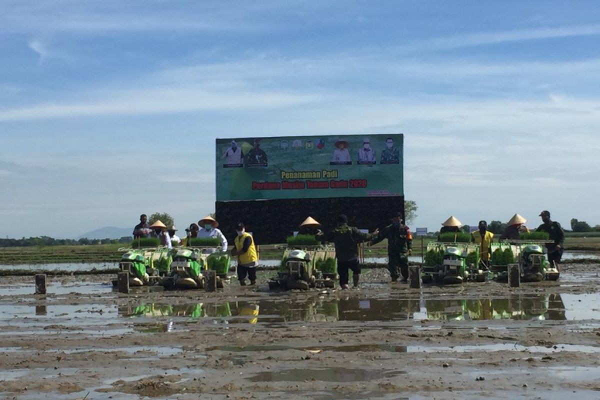 Ini kata bupati terkait tanam serentak musim gadu 2020