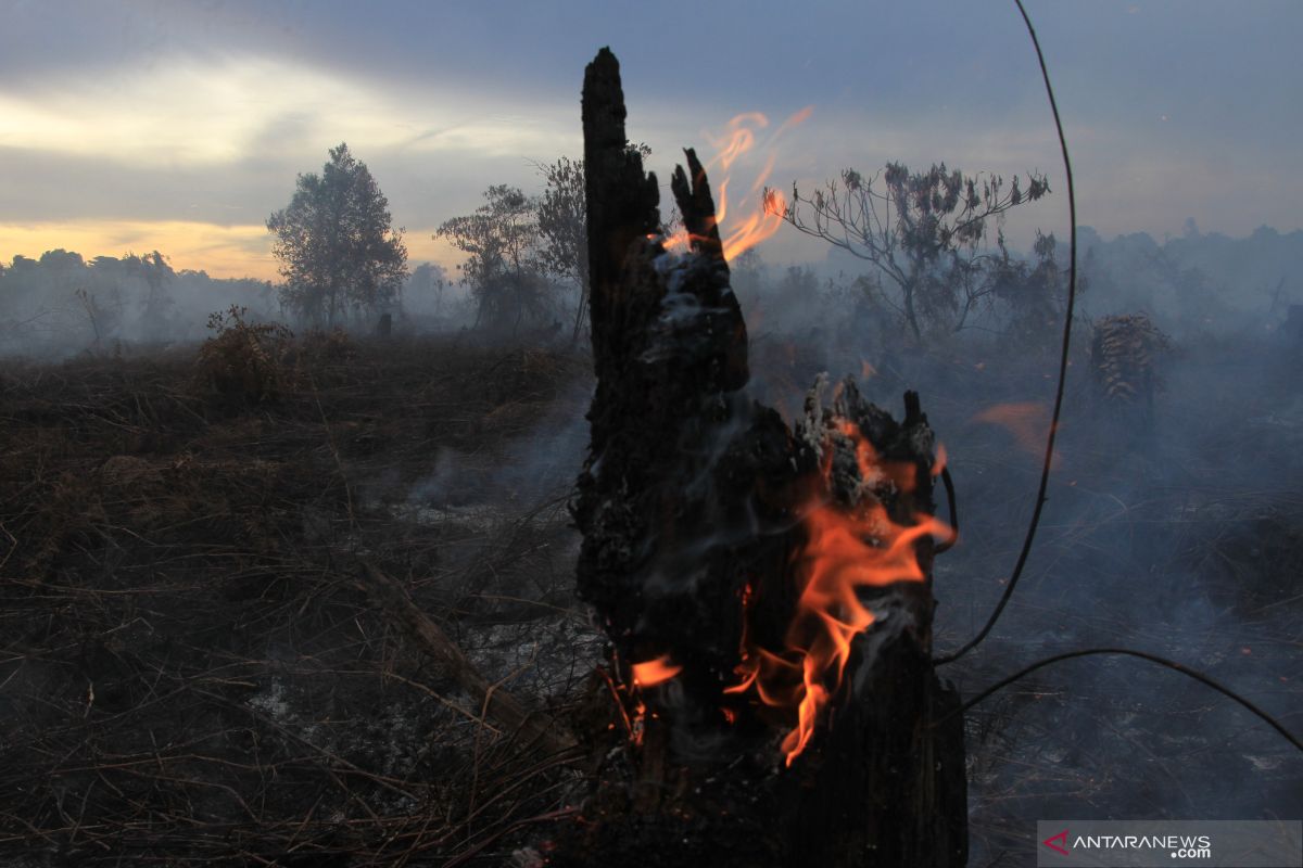 Sustainable peatland management crucial in preventing fires: President