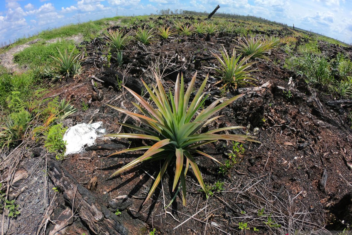 Germany assists Indonesia's peat protection, management