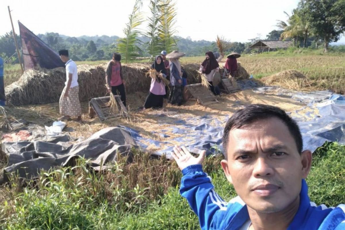 Santri Ponpes Nurul Yatama Lebak panen padi seluas 1,5 hektare