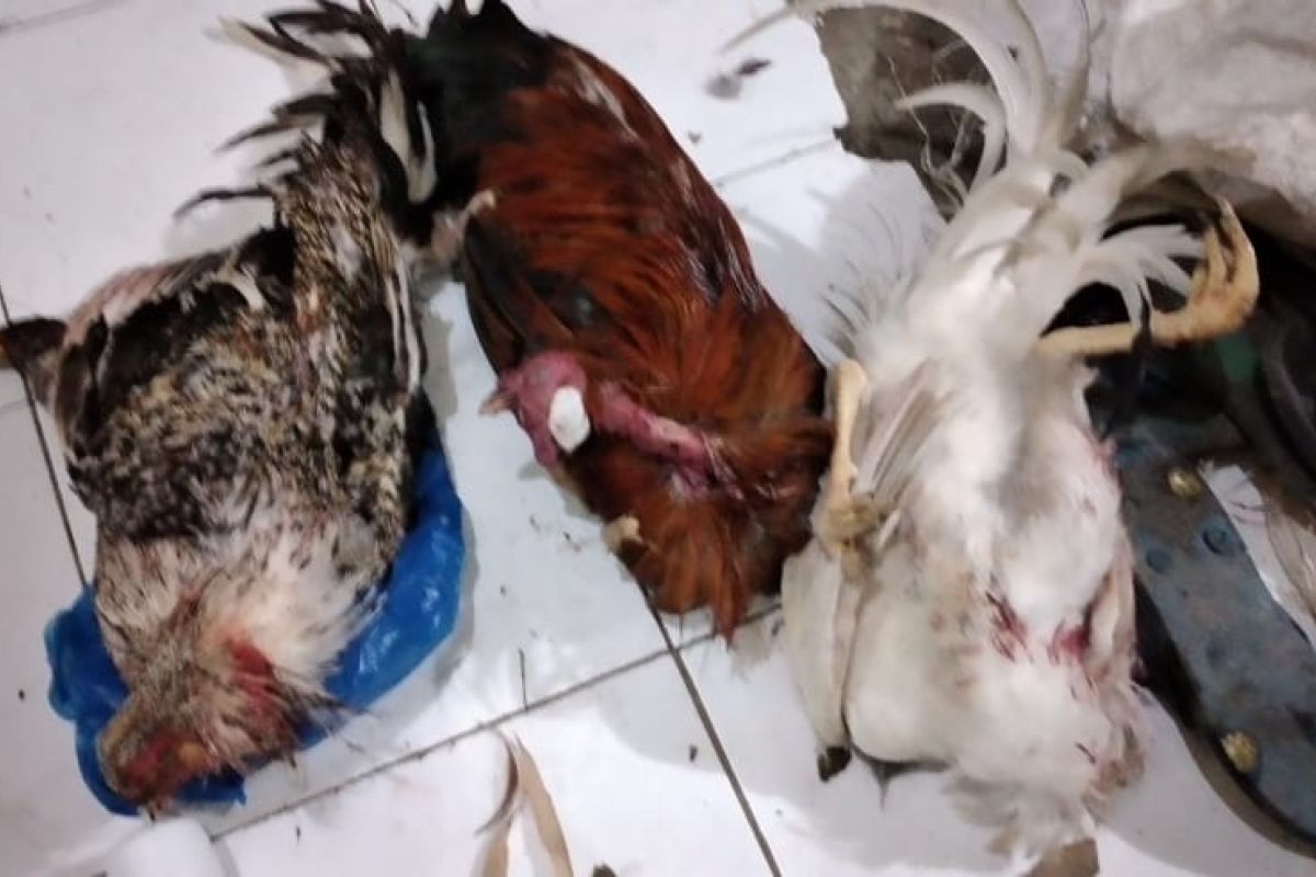 Pejudi sabung ayam kocar kacir saat digerebek polisi, tiga ekor ayam aduan tertinggal