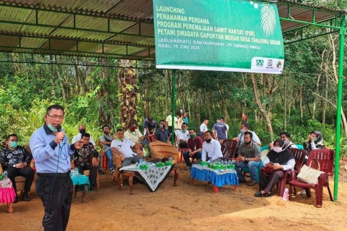 Di tengah COVID-19, perusahaan dampingi petani remajakan sawit