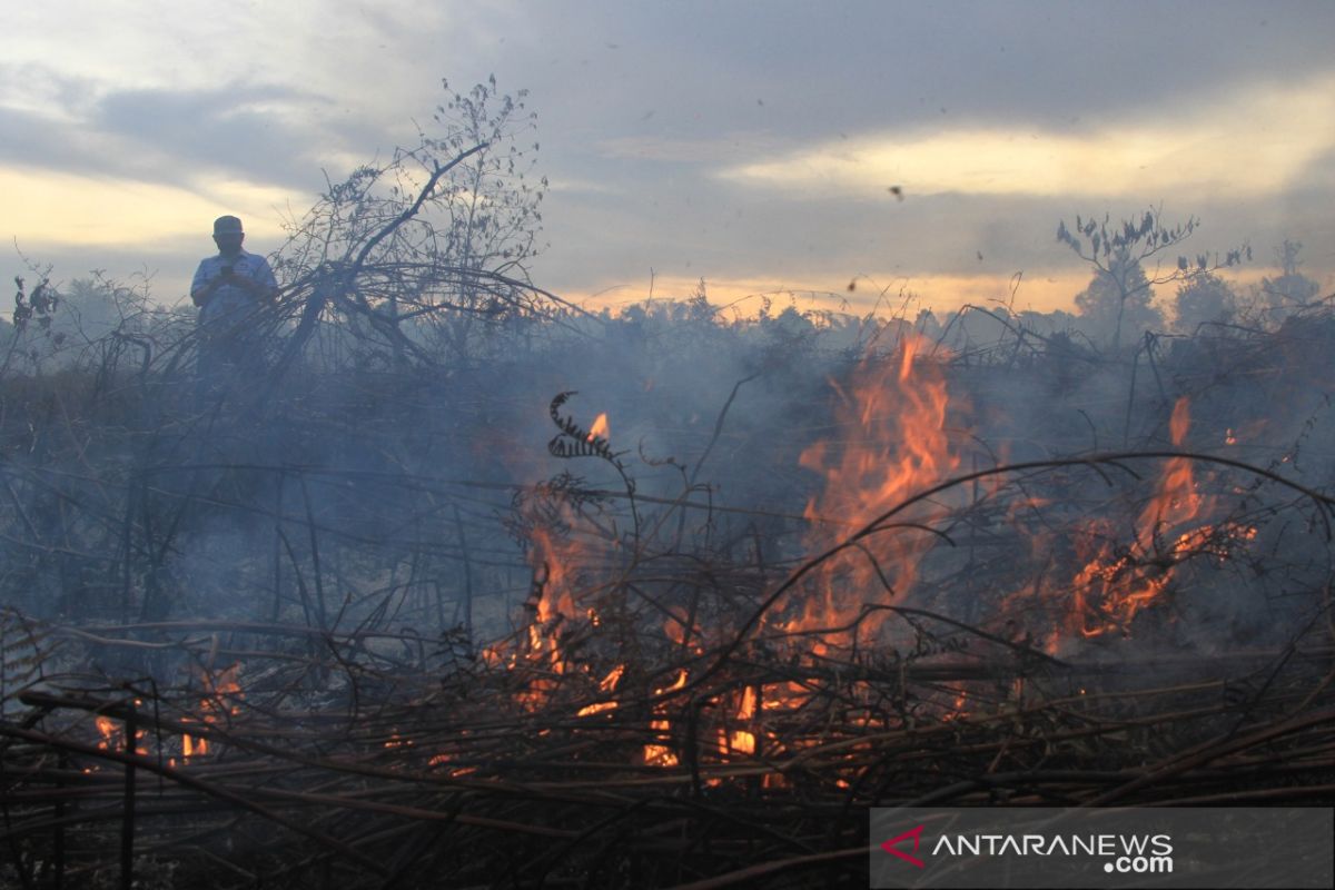 Kebakaran lahan gambut meluas di Aceh Barat