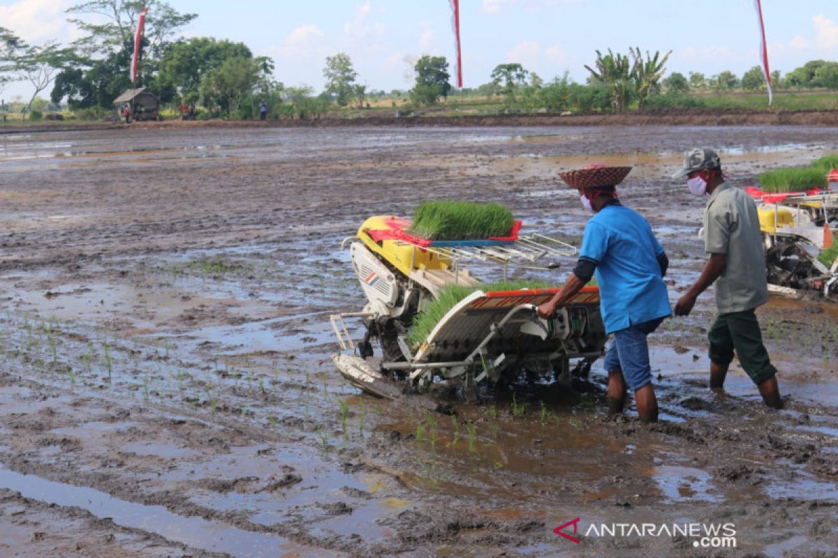 Siapkan cadangan pangan, Kementan intensifikasi lahan rawa 30.000 ha