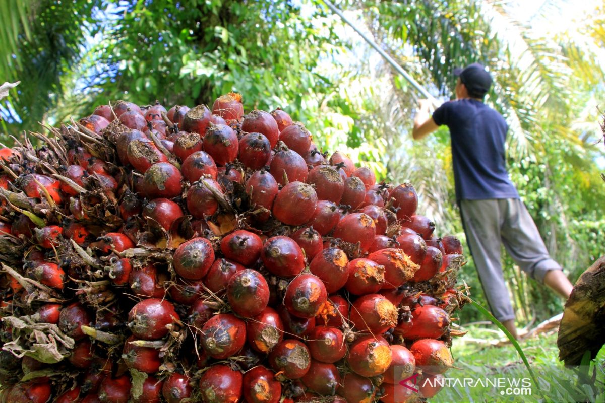 Indonesia calls for fair UK due diligence rules on palm oil