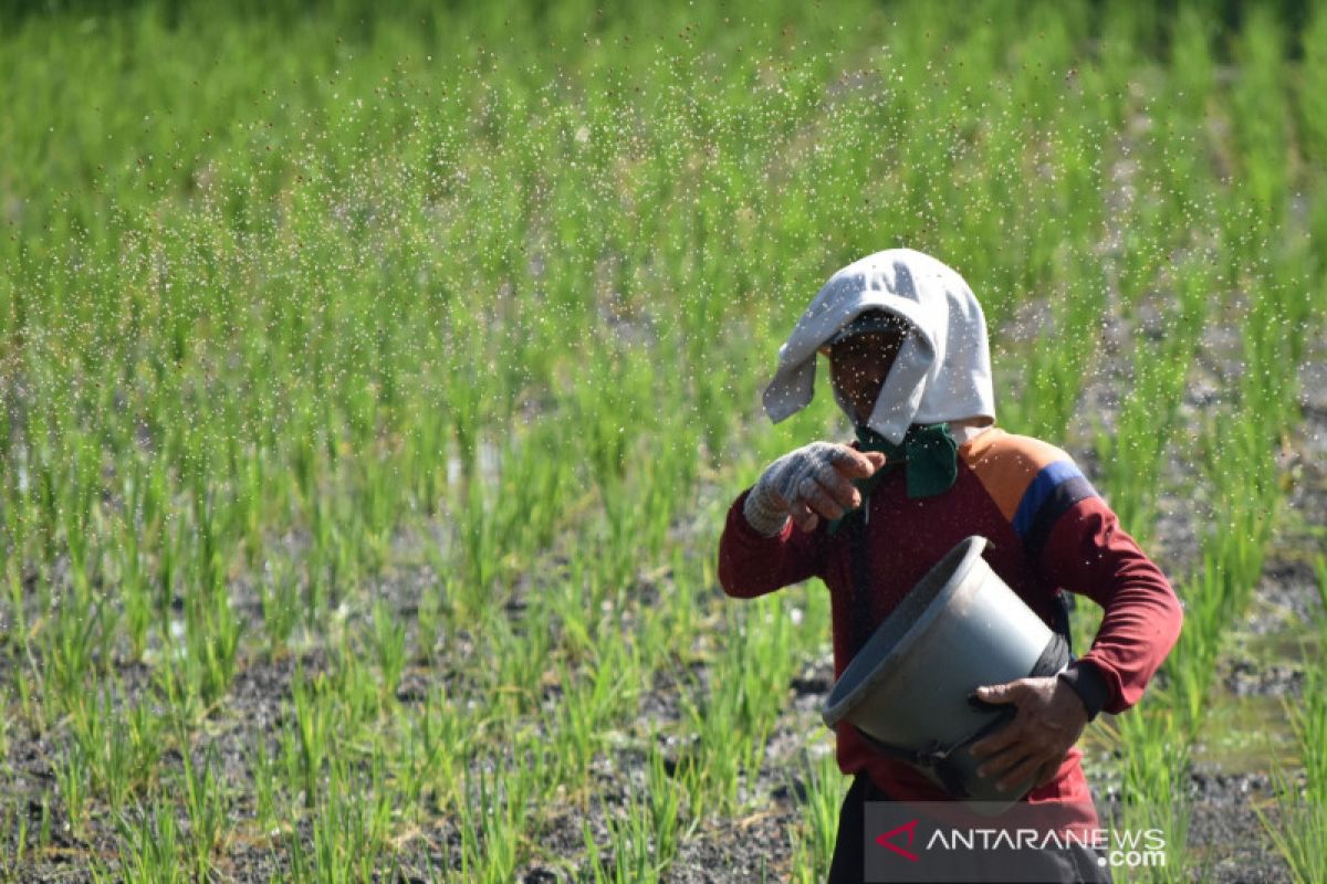 Pupuk Kaltim pastikan stok pupuk bersubsidi di Maros aman