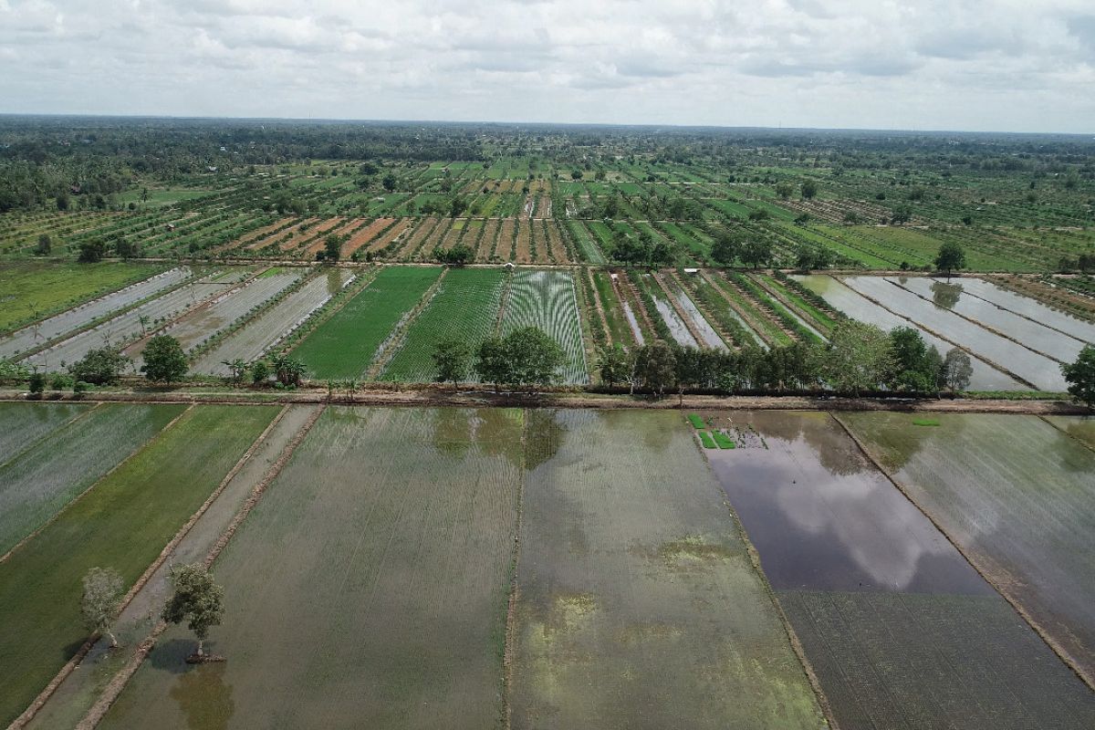 Balitbangtan kembangkan teknologi peningkatan produktivitas lahan rawa