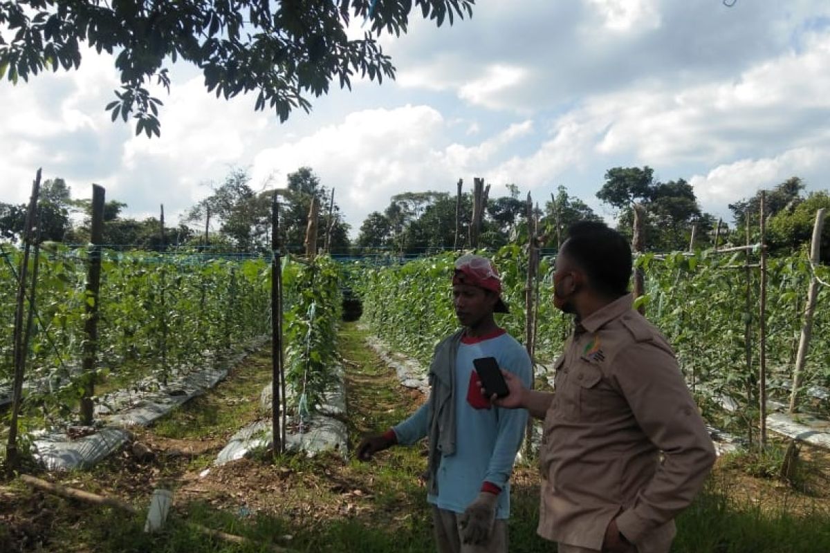 Menuju normal baru, Petani Jambi  budidayakan tanaman dukung program pekarangan pangan lestari (P2L)