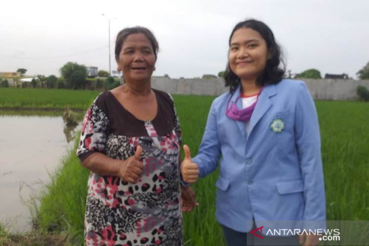 Masa COVID-19,  petani Pulau Brayan keluhkan hama dan penyakit pada padi