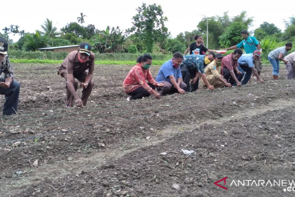 Petani lokal Teluk Wondama mulai kembangkan padi gogo