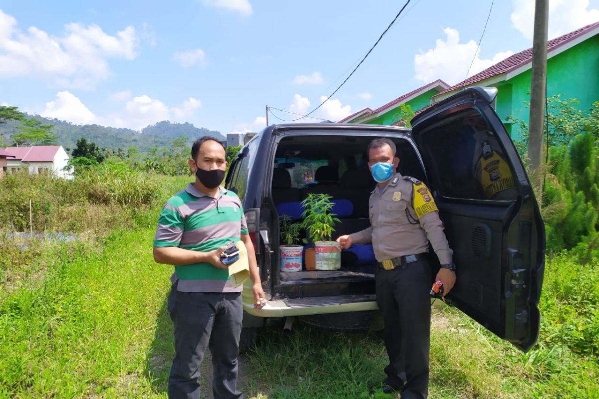 Polisi tangkap warga Kepahiang tanam lima batang ganja di rumah