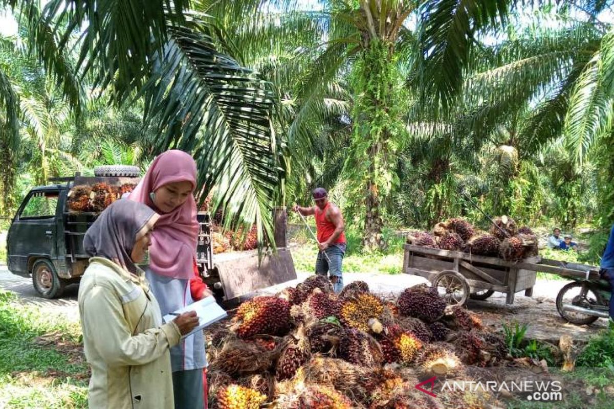 Mahasiswa Polbangtan Medan dampingi petani Siak Kecil panen sawit