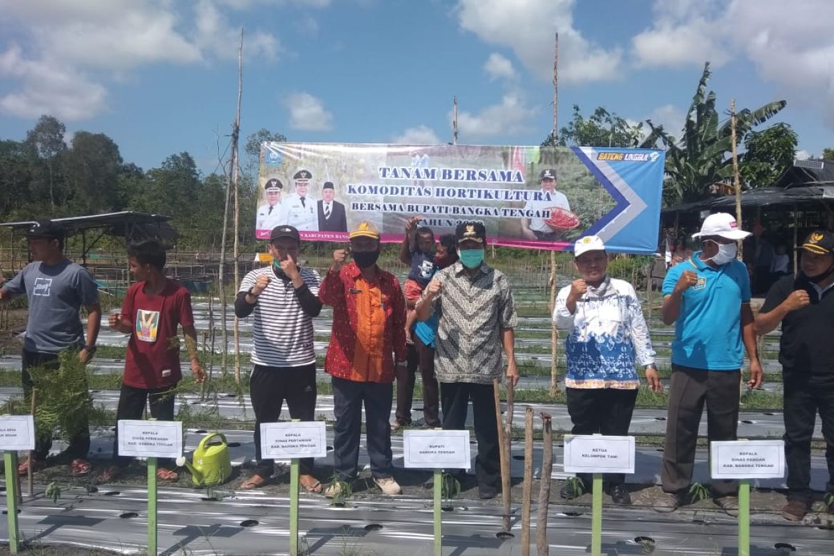 Pemkab Bangka Tengah salurkan bibit cabai kepada poktan