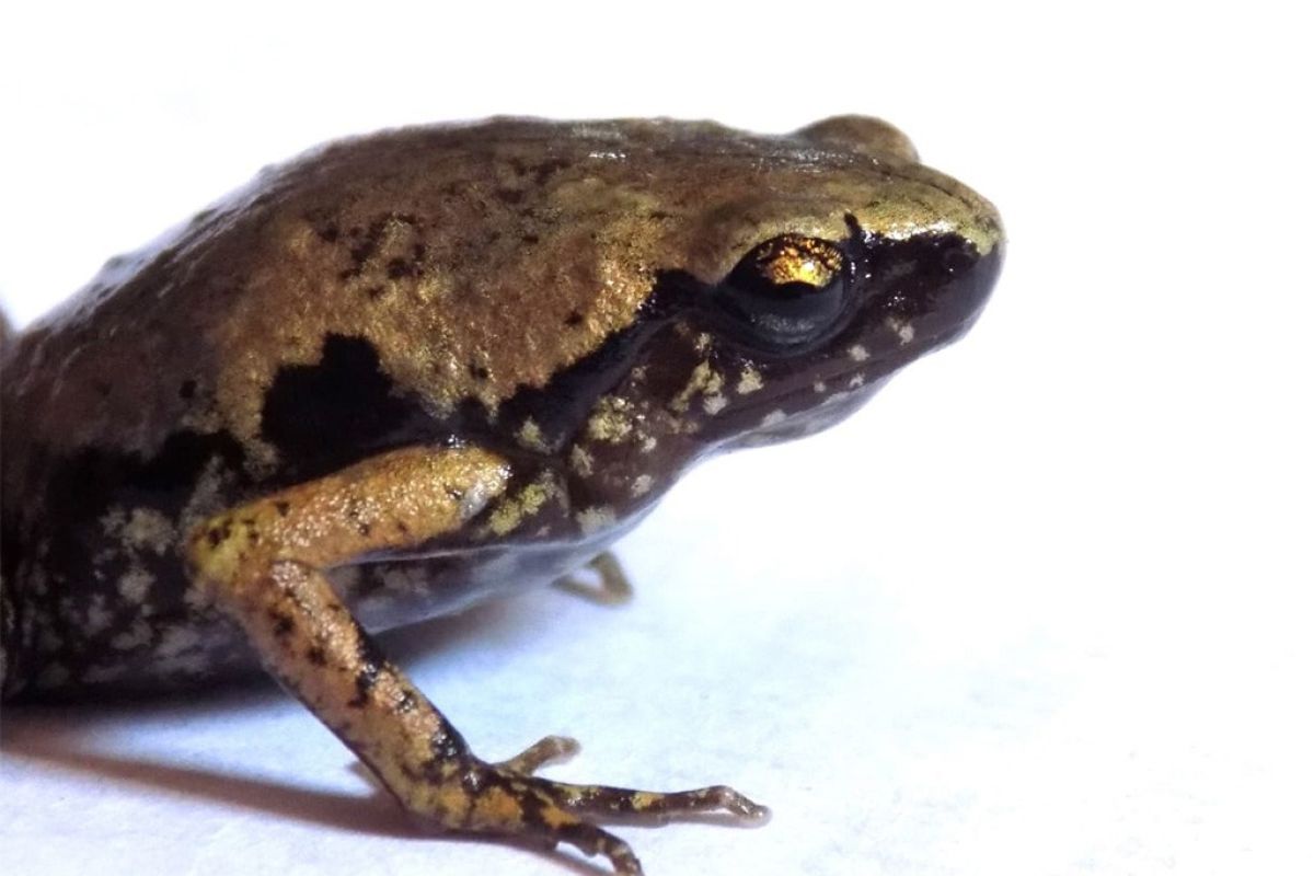 Peneliti LIPI temukan katak mini di selatan Pulau Sumatera
