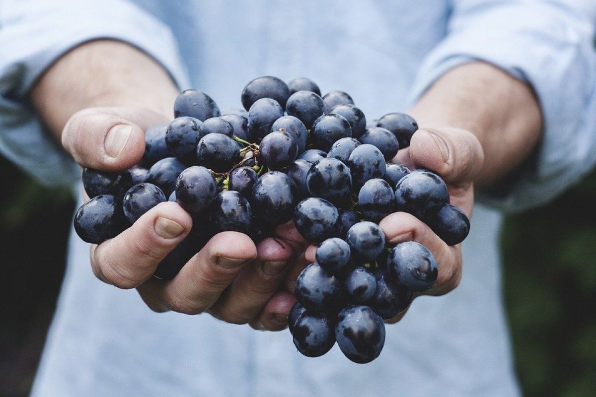 Blueberry termasuk ke 'superfood' yang mengandung bahan perawatan kulit