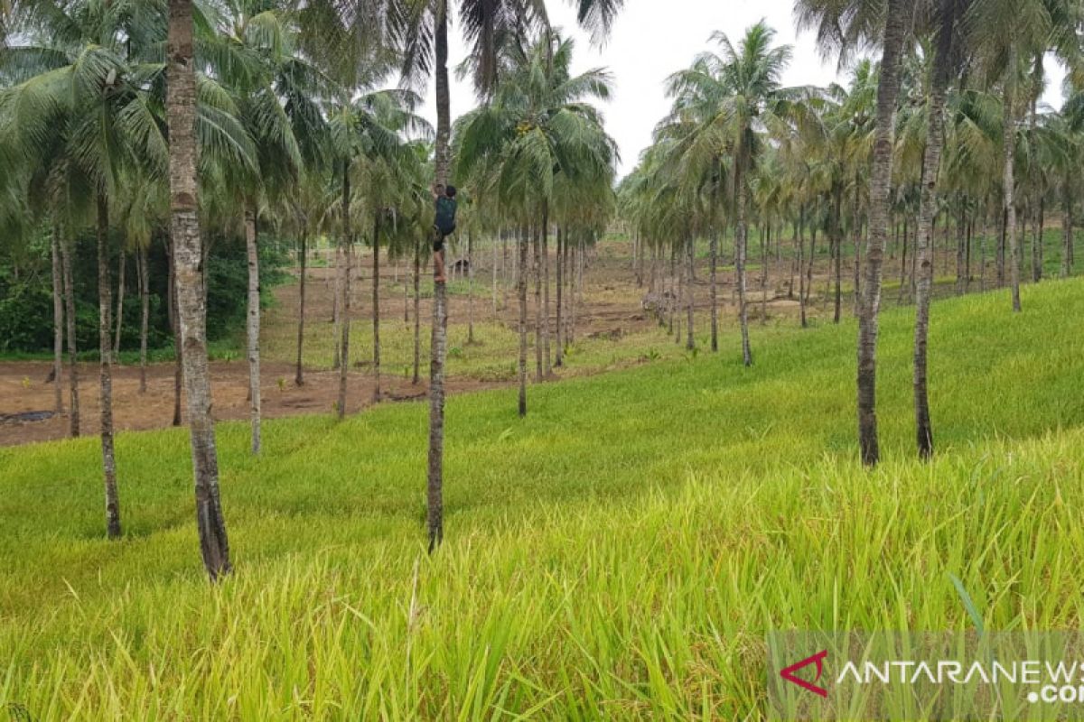 Restorasi lahan bisa menjadi solusi atasi krisis pangan