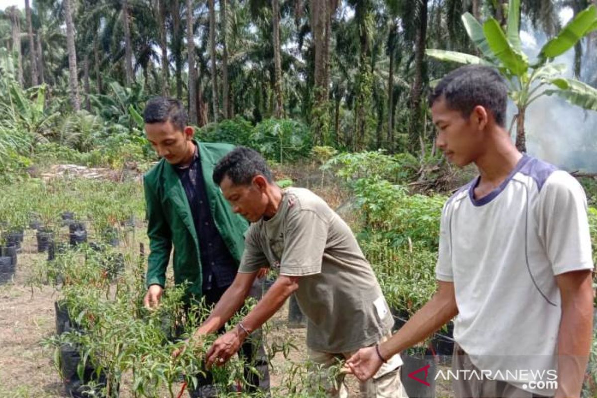 Mahasiswa Polbangtan Medan dampingi perawatan budidaya tanaman cabai