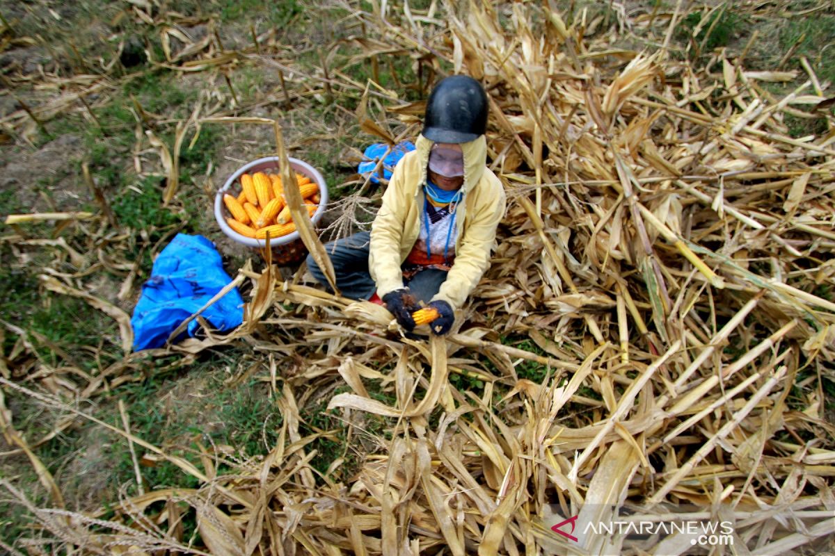 Permintaan komoditi jagung Gorontalo pasar dalam negeri meningkat