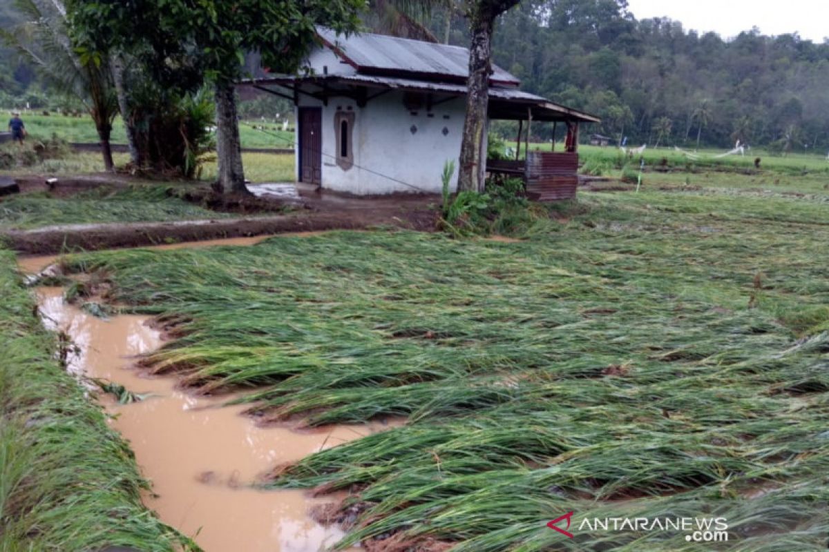 Banjir bandang terjang puluhan hektare sawah siap panen di Lubuklinggau