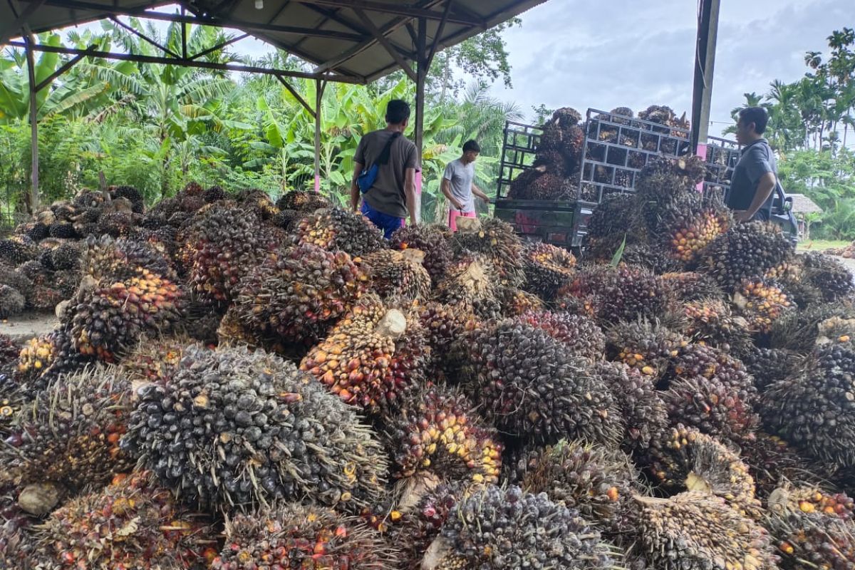 Harga sawit di Abdya naik, produksi TBS turun