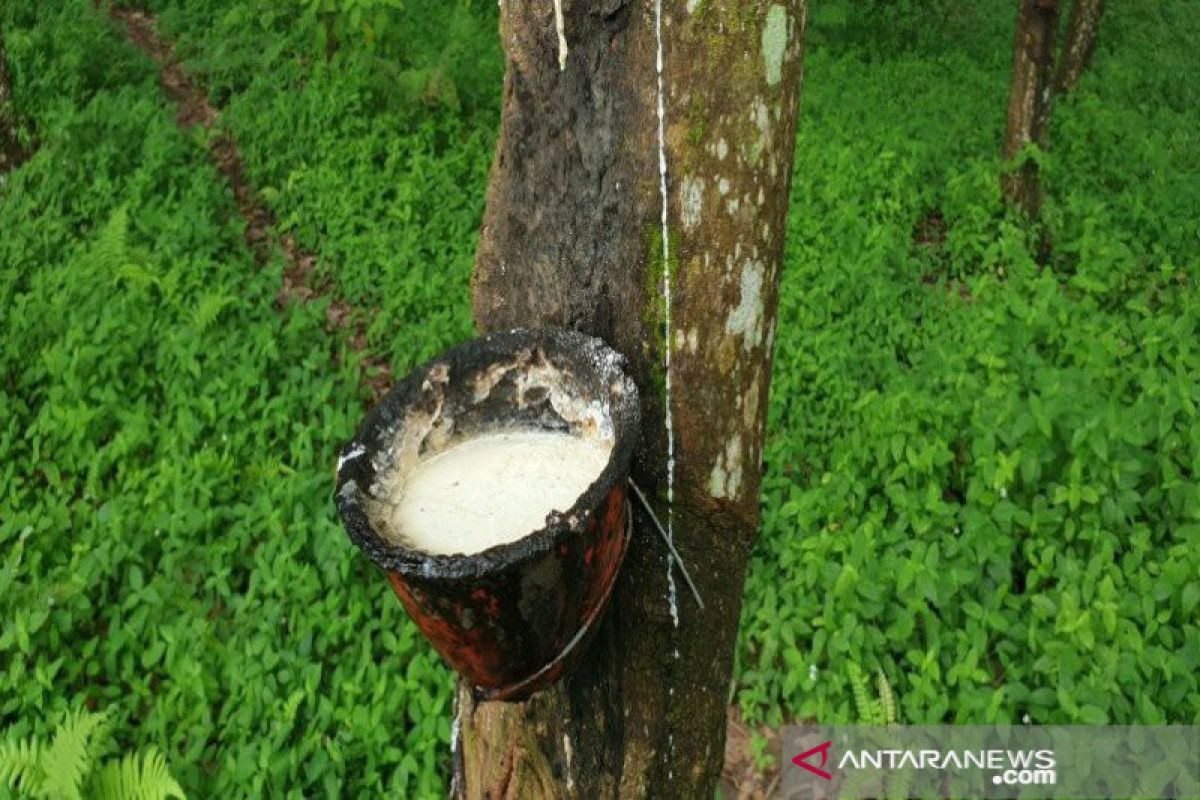 Gapkindo: Penjualan karet Sumut di pasar lokal juga tertekan