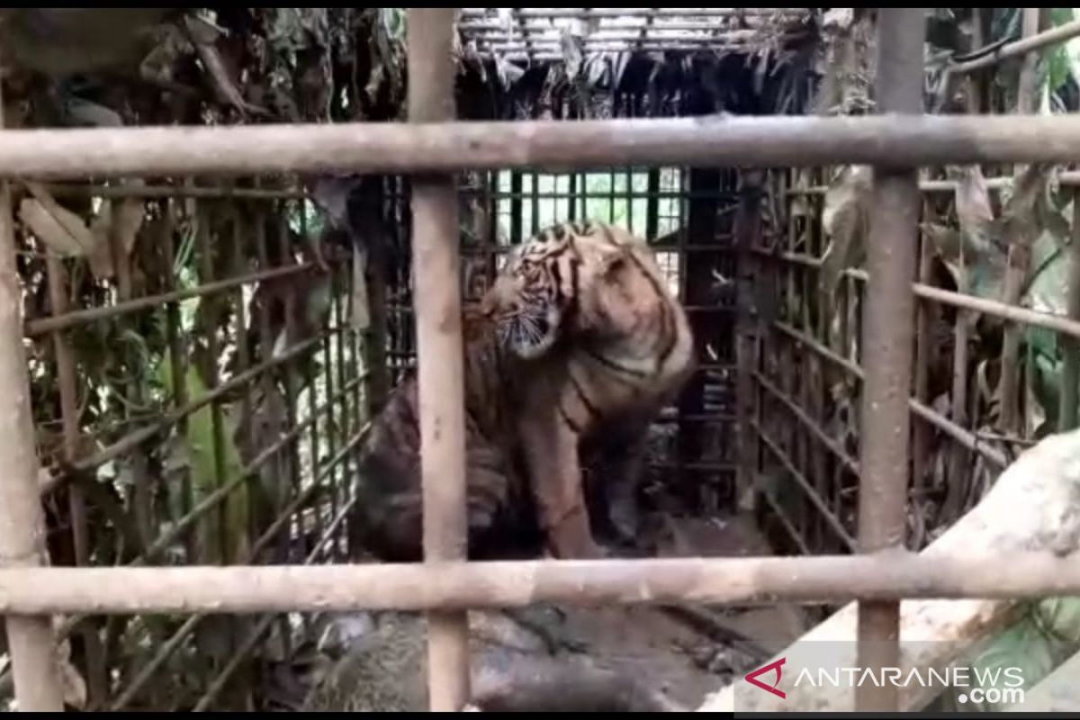 Harimau yang resahkan warga di Kabupaten Solok akhirnya masuk perangkap (Video)