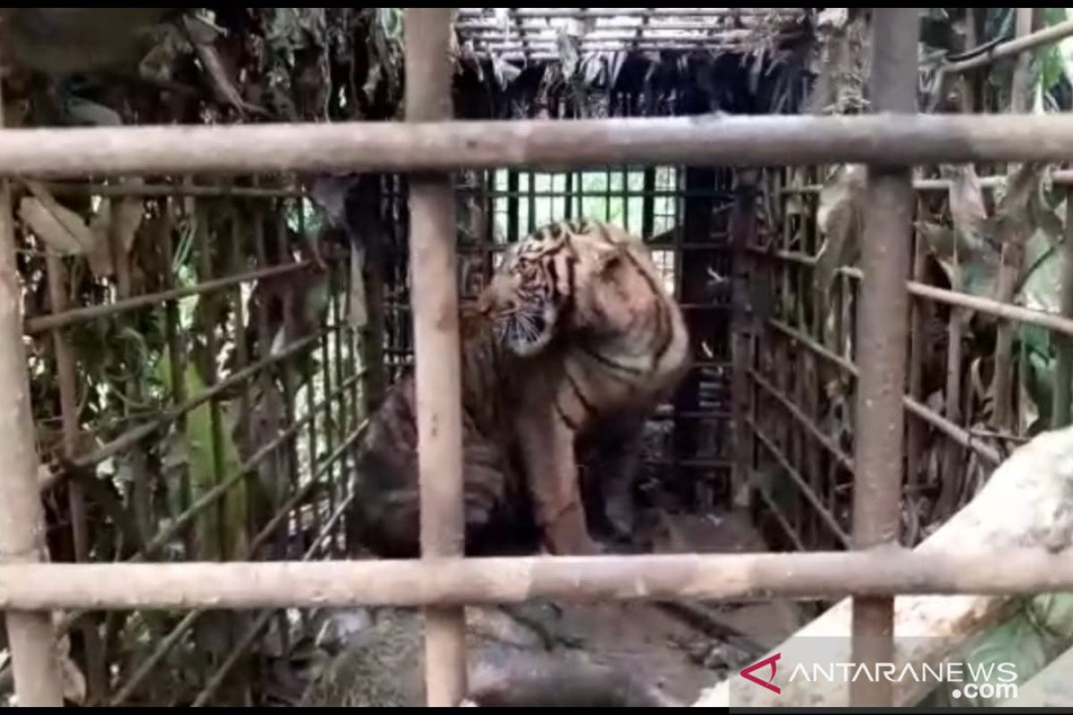 Wild Sumatran tiger captured in West Sumatra's Solok District