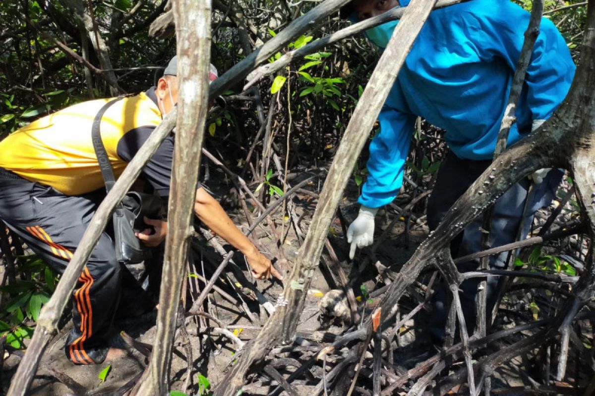 Tengkorak kepala dan tulang belulang manusia ditemukan di hutan bakau