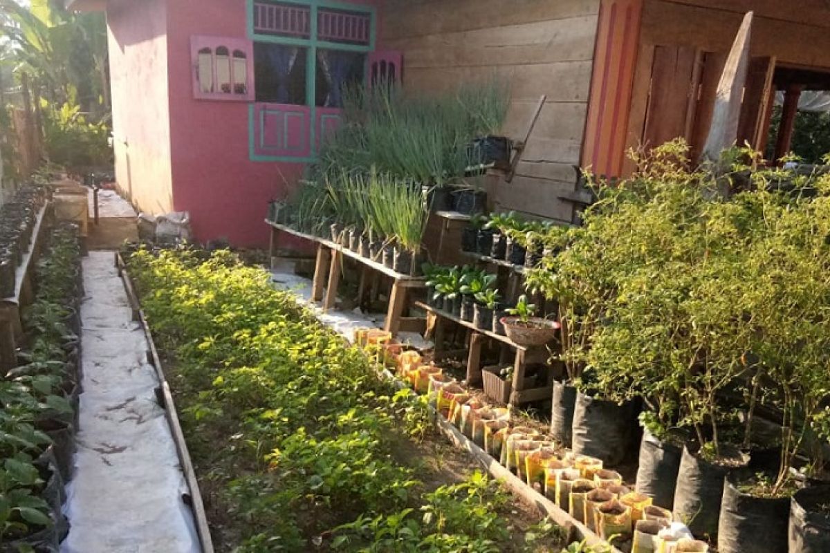 KWT  Kartini Mandiri manfaatkan pekarangan penuhi pangan di tengah pandemi