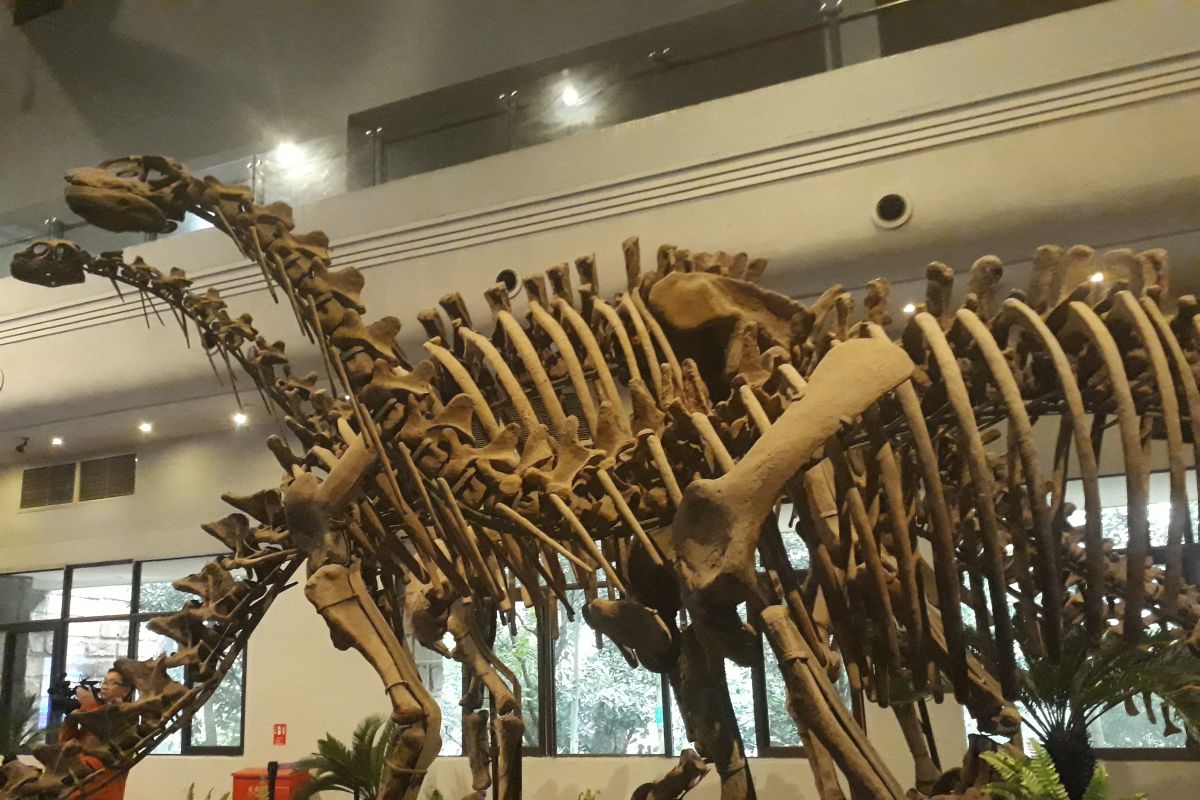 Jejak kaki dinosaurus ditemukan di Xinjiang China