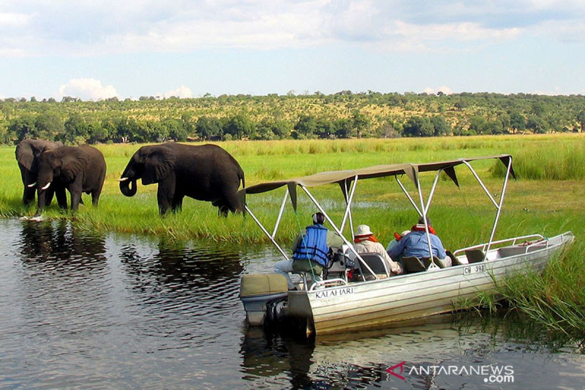 Botswana selidiki kematian misterius 154 gajah
