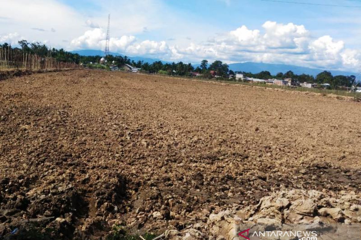 ISMI kembangkan tanaman bawang merah di Aceh Barat