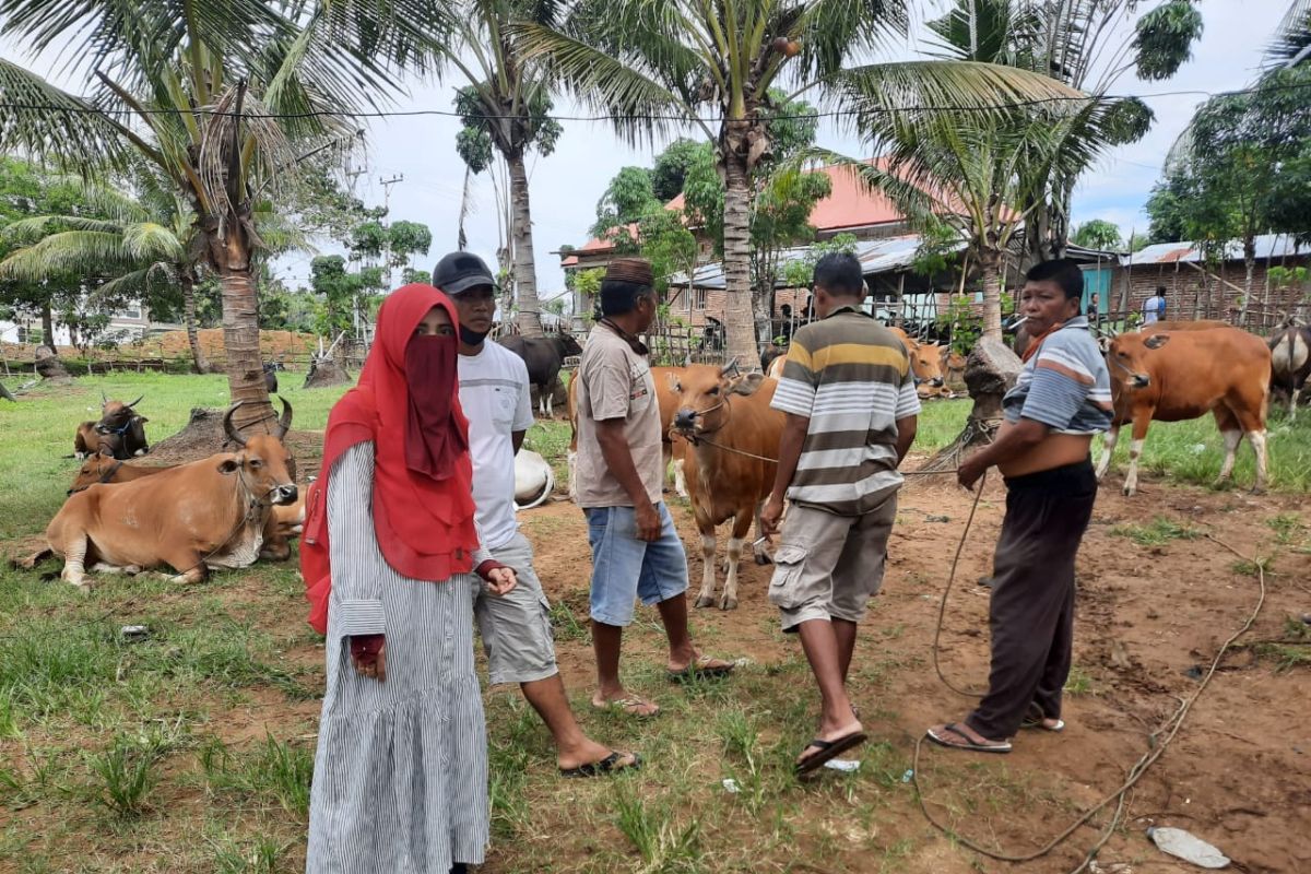 Disnakkeswan Gorontalo Utara optimalkan sosialisasi pencegahan antraks